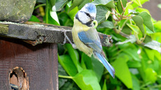 Blaumeise_mit_Futter (24).jpg